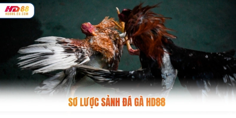 Sơ lược sảnh đá gà HD88